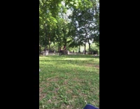 Flexible girl butt over head tree park