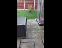 Pet dog husky run and fetches the ball in the backyard