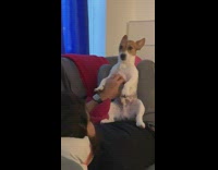 Dog sits on back legs tummy scratch