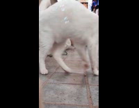 White cat purrs and chases the bubbles