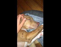 Collab Kale Salad IG - Girl pets dog shows teeth during sleep