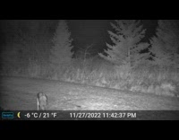 Wild Coyote plays with the pumpkin caught on CCTV