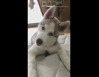 Brown white husky dog tilts head reaction 