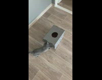 Grey kitten cat plays with cardboard box 