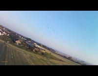 Drone fly towards the flock of ducks