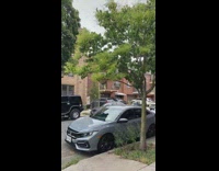Wasps nest in sidewalk tree 