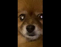 Brown dog laying on chair stares at girl 