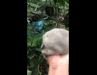 Man Holds Up and Shows Tailless Puppy