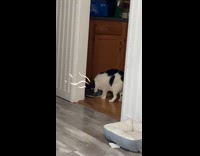 Black white cat sniff shoes of owner