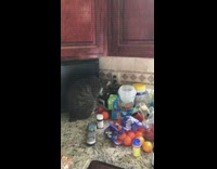 Cat curious about plugged power outlet kitchen