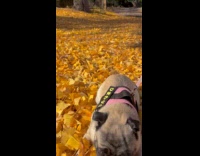 Dog likes to play jump over leaves