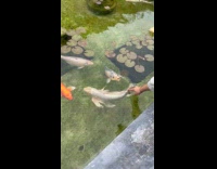 Koi fish tries to bite woman finger