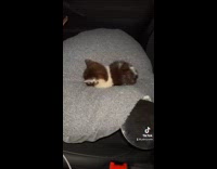 Small kitten sitting on pillow in red car passenger seat 