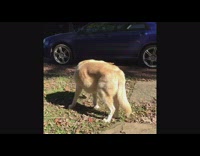 How you act when you spot a bee