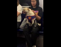 Dog with superman print harness on subway