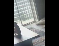 Two dogs lay around the living room 