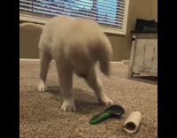 White dog playing with green brush and empty toilet paper towel roll