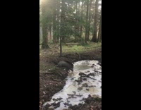 Wild pig slips on frozen water