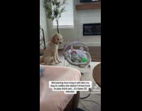 Dog wants to play ball with newborn