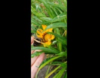 Girl help bee pollinate from flower to flower