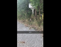 Grey brown cat humps air girl laughs