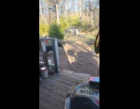 Dog with chain leash plays with toy