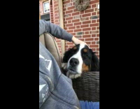 Grey jacket girl sits chair pets dog 