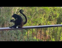 Guy tells little boy to touch monkey penis 