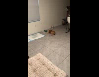 Dog sits in front of bowl asking for water