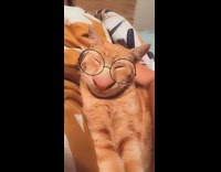 Collab DailyDoseOfInternet - Orange cat wide nose glasses snapchat filter