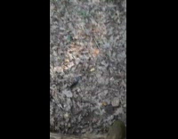 Black brown white dog chases mouse rat