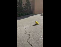 Yellow bird gets a skateboard and rides it down the street