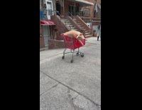 Whole dead pig left on shopping cart