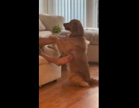 Dog sitting upright licking mans foot 