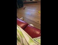 Small Beagle Fails to Hop onto Couch 