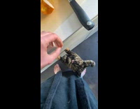 Feeding an eager cat a fruity treat