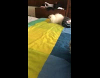 Small white kitten plays on yellow and green blanket 