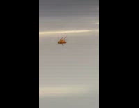 Cockroach barely moving on subway seat