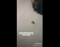 Like those makeup brushes with glitter 