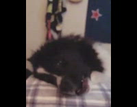 Black white dog barks conversation girl bed 