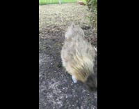 Collab DailyDoseOfInternet - Crested brown chicken wears a T-Rex toy arms