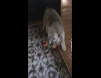 small white dog in between bigger dogs legs 