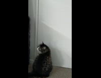 Pet cat sits by the door and howls like a puppy