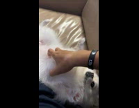 White Furry Dog Asks for Belly Massages