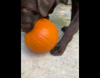 Pet dog plays and bites the small pumpkin
