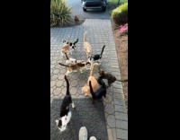 Woman greeted by many cats outside hotel door