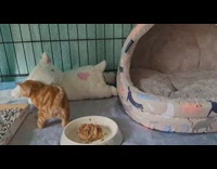 Orange kitten plays with blue purple toy 