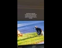 Dog watches coyote bites dog on tv