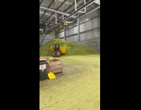 Guy runs and dives into hop pile 