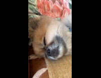 Sleeping dogs wakes up to word walkie